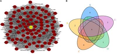 Analysis of Cyclin-Dependent Kinase 1 as an Independent Prognostic Factor for Gastric Cancer Based on Statistical Methods